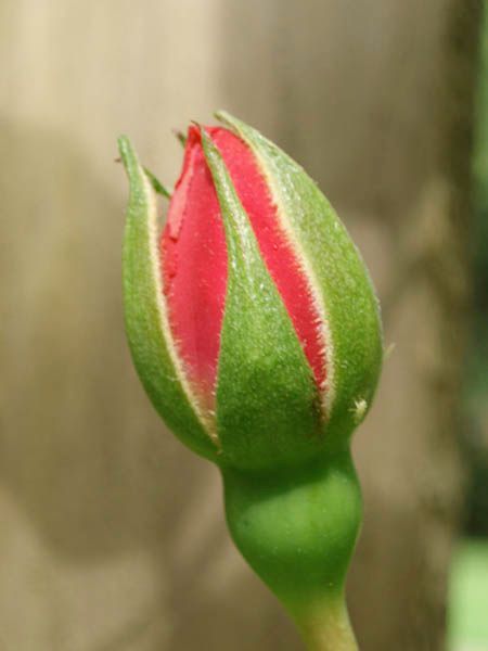 sepals-044b1a7649-450x600.jpg