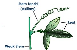 stem-tendrils.jpeg