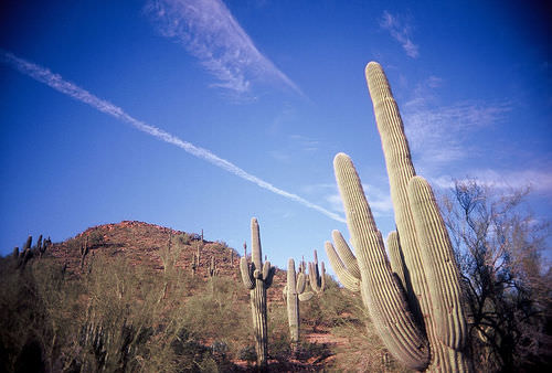 The Baja desert is an example of an ecosystem