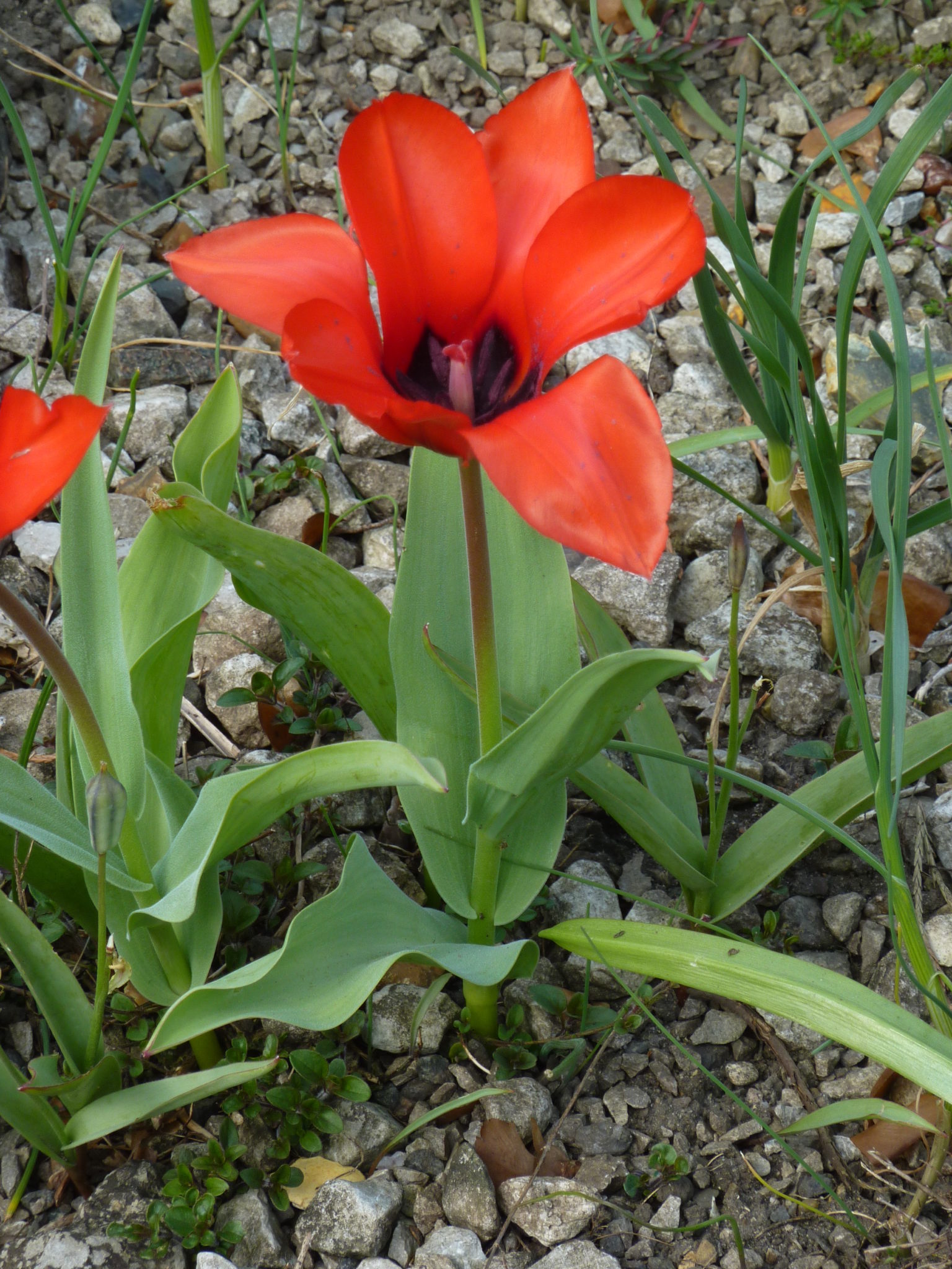 Tulipa_(Liliaceae)_plant.jpg