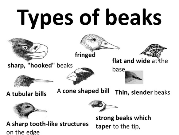 Types+of+beaks+fringed+flat+and+wide+at+the+base+sharp,+hooked+beaks.jpg