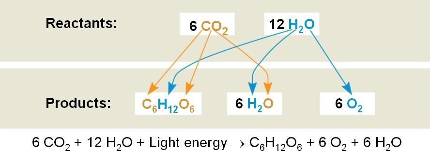 Uses of Redox Reaction in Photosynthesis