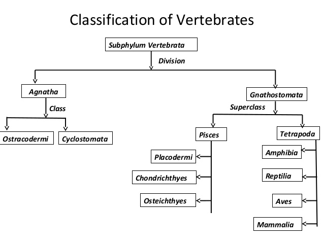 vertebrates-class-4-638.jpg