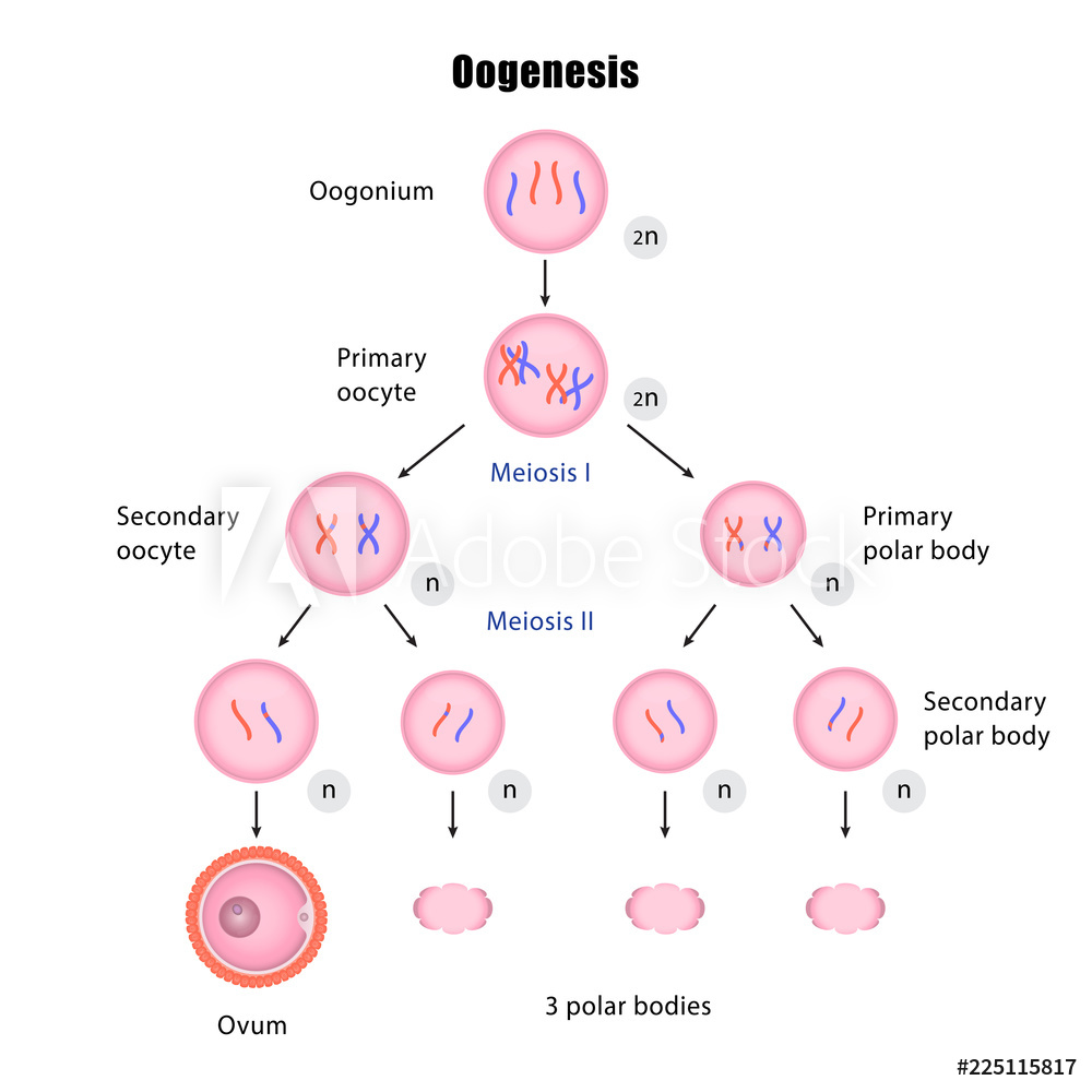 oogenesis assignment pdf