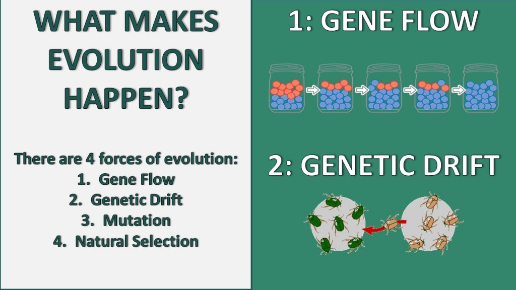 form a hypothesis that explains gene flow