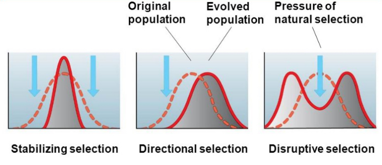 homework critical thinking case types of natural selection