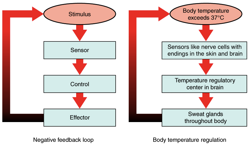 (a) A negative feedback loop has four basic parts: A stimulus, sensor, control, and effector.  (b) Body temperature is regulated by negative feedback. The stimulus is when the body temperature exceeds 37 degrees Celsius, the sensors are the nerve cells with endings in the skin and brain, the control is the temperature regulatory center in the brain, and the effector is the sweat glands throughout the body. 
