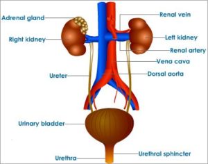 excretory system