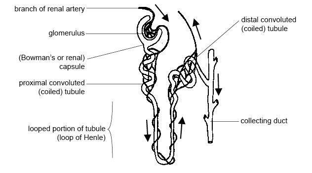 https://upload.wikimedia.org/wikipedia/commons/1/16/Anatomy_and_physiology_of_animals_Kidney_tubule_or_nephron.jpg