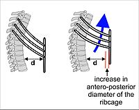 https://upload.wikimedia.org/wikipedia/commons/thumb/a/a0/Ribcage_during_inhalation.jpg/200px-Ribcage_during_inhalation.jpg