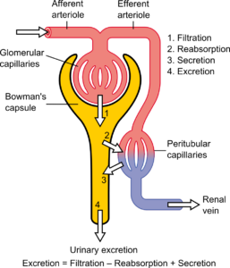 Image result for formation of urine