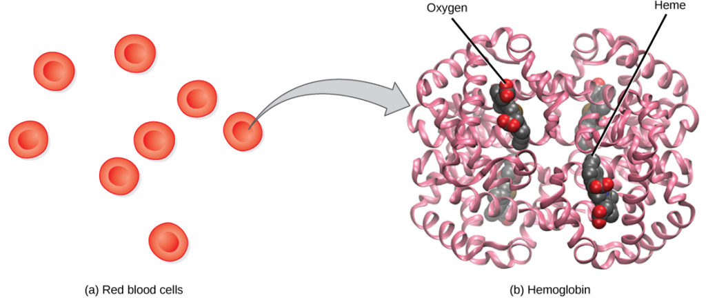 Part a shows disc-shaped red blood cells. An arrow points from a red blood cell to the hemoglobin in part b. Hemoglobin is made up of coiled helices. The left, right, bottom, and top parts of the molecule are symmetrical. Four small heme groups are associated with hemoglobin. Oxygen is bound to the heme.