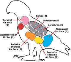 respiration in animals