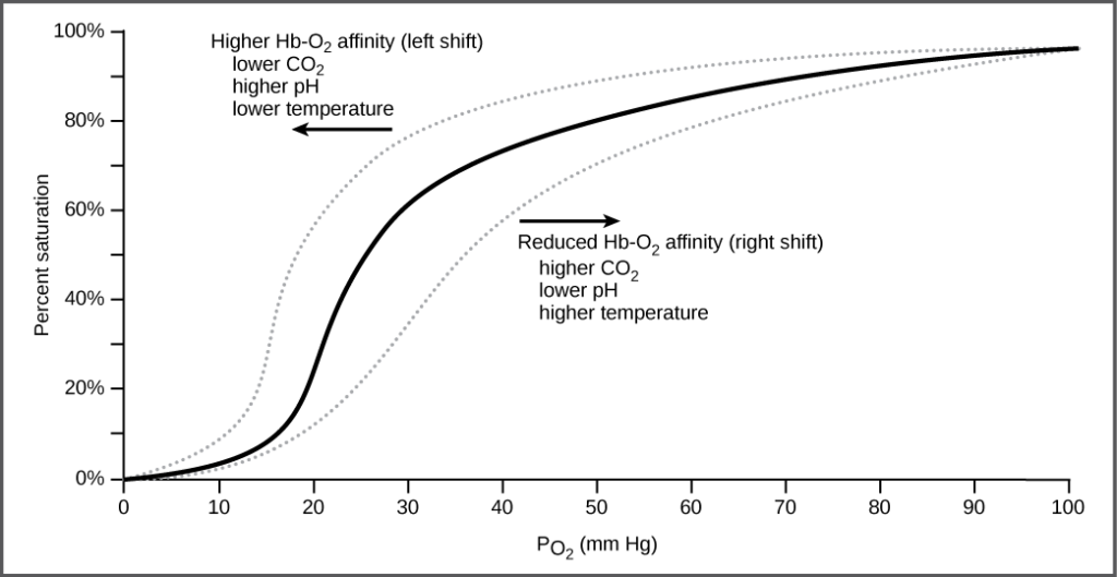 The graph plots percent oxygen saturation of hemoglobin as a function of oxygen partial pressure. Oxygen saturation increases in an S-shaped curve, from 0 to 100 percent. The curve shifts to the left under conditions of low carbon dioxide, high pH, and low temperature, and to the right in conditions of high carbon dioxide, low pH, or high temperature.