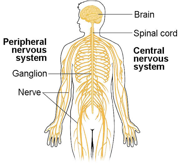 Peripheral Nervous System W3schools