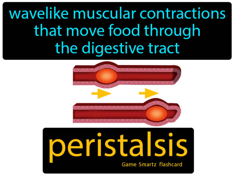 Peristalsis W3schools