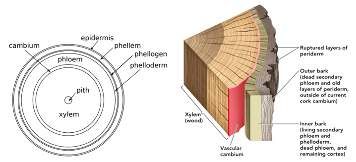Cork Cambium - W3schools