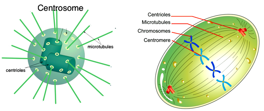 Centrosomes and Centrioles - W3schools
