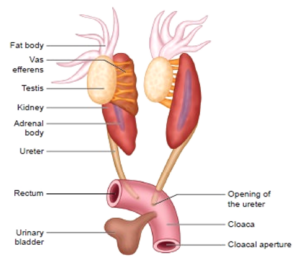 Frog: Reproductive System - W3schools