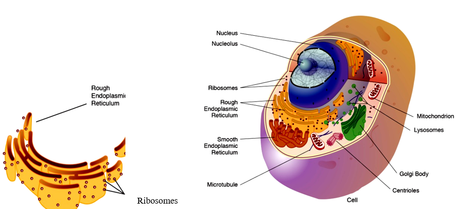 what are ribosomes