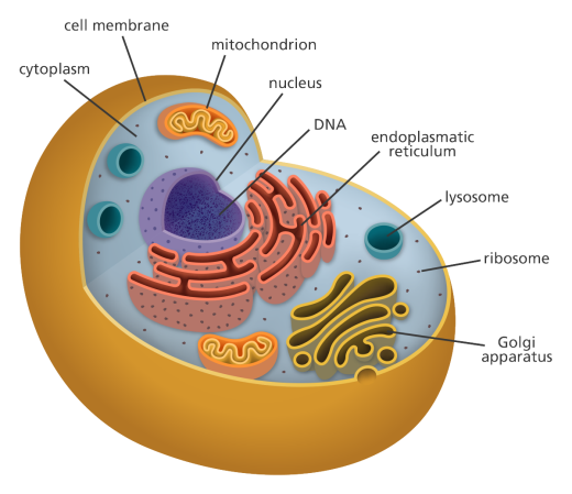 cell_diagram_yourgenome.png