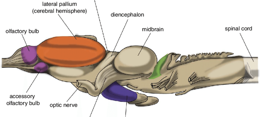 Central-nervous-system-of-frog-Adapted-from-18.png