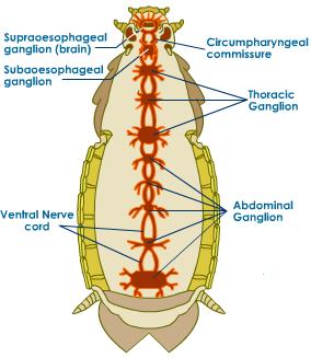 cockroach-nervous-system.jpeg