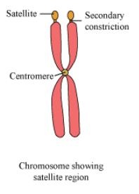 Image result for chromosome sat