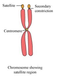 Image result for chromosome sat