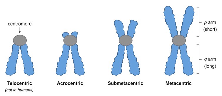 Image result for chromosome types
