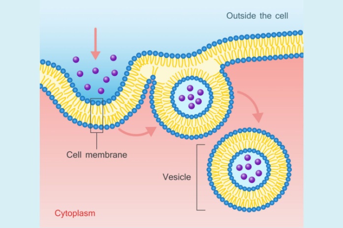 Image result for Endocytosis