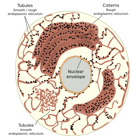 Image result for endoplasmic reticulum components