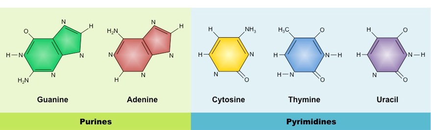 Image result for nitrogenous base