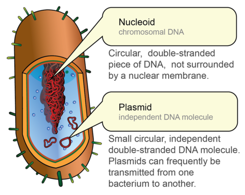 Image result for nucleoid in prokaryotic cell