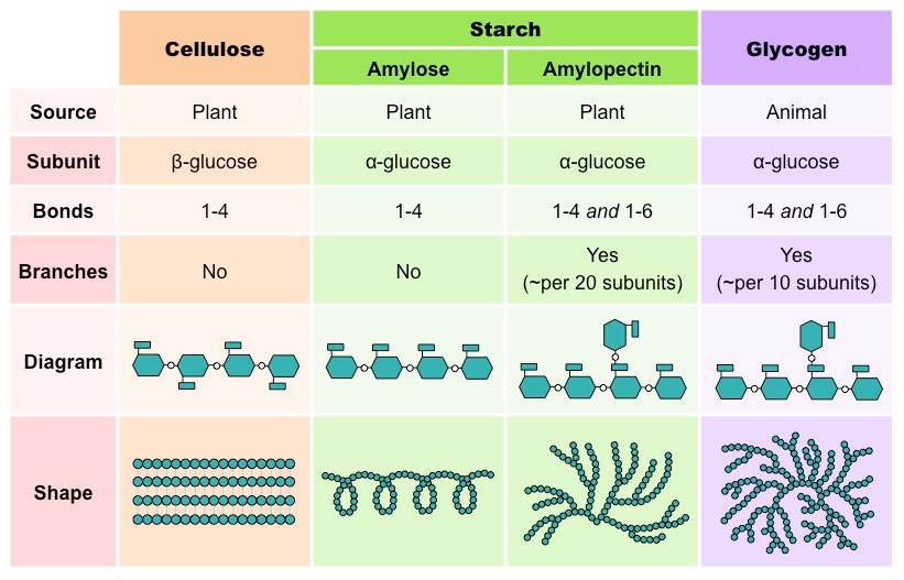 Image result for polysaccharides examples