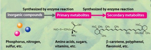 Image result for primary and secondary metabolites