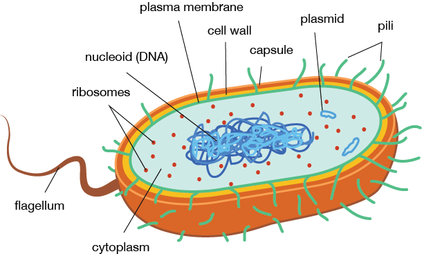 Image result for prokaryote cytoplasm components