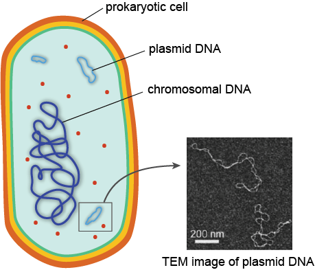 Image result for prokaryote cytoplasm