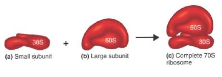 Image result for prokaryotic ribosome 70s