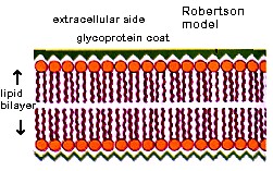 Image result for Unit membrane concept: