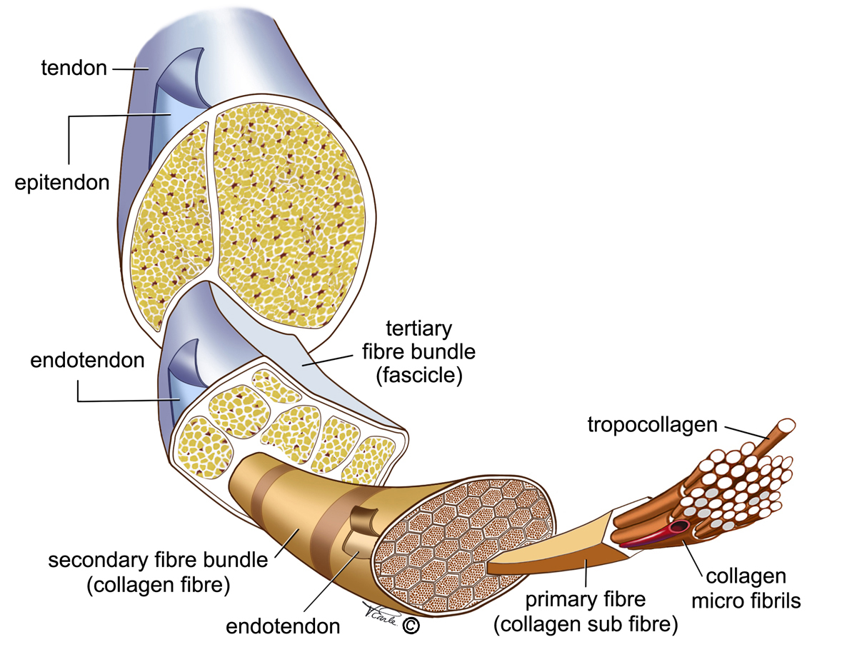 structure-of-tendons.jpg